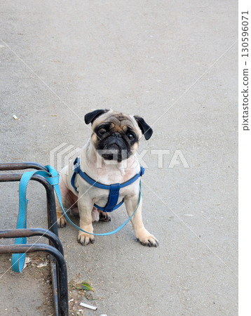 Pug dog sitting on pavement with leash. Pet ownership, loyalty, and urban lifestyle with domestic animals. Pug dog sitting on pavement with leash. Pet ownership, loyalty, and urban lifestyle with domestic animals. 130596071