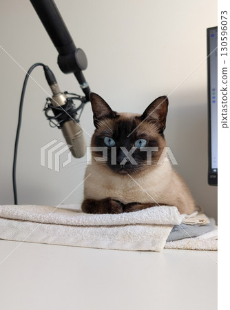 A Siamese cat with bright blue eyes sits on folded towels indoors near a microphone. Domestic pet, lifestyle, animal presence and companionship in modern everyday environment. A Siamese cat with bright blue eyes sits on folded towels indoors near a microphone. Domestic pet, lifestyle, animal presence and companionship in modern everyday environment. 130596073