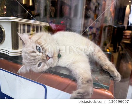 A white funny cat with blue eyes resting in a shop window. Domestic animal, calmness, and urban pet culture. A white funny cat with blue eyes resting in a shop window. Domestic animal, calmness, and urban pet culture. 130596097