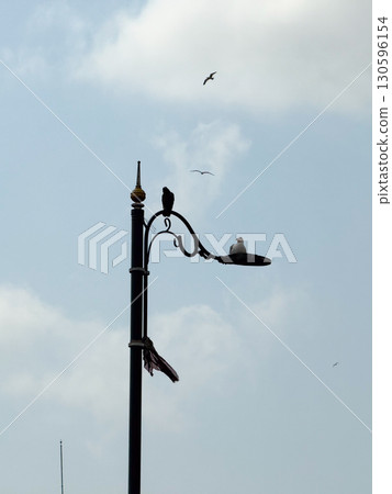 Birds sitting and flying around street lamp near Bosphorus. Urban wildlife, seagulls, and everyday city environment in Istanbul. 130596154