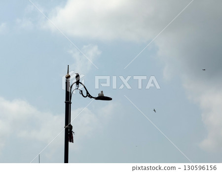 Birds sitting and flying around street lamp near Bosphorus. Urban wildlife, seagulls, and everyday city environment in Istanbul. 130596156