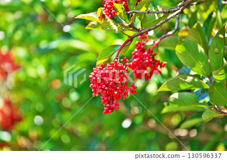 Bright red coral tree fruit (summer, August) 130596337