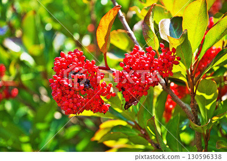 Bright red coral tree fruit (summer, August) 130596338