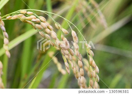 Koshihikari rice ears nearing harvest in early autumn 130596381