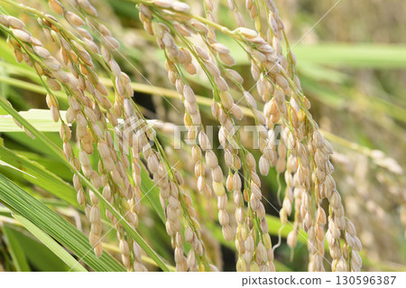 Koshihikari rice ears nearing harvest in early autumn 130596387