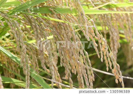 Koshihikari rice ears nearing harvest in early autumn Koshihikari rice ears nearing harvest in early autumn 130596389