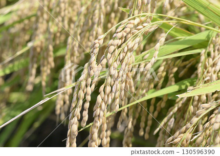 Koshihikari rice ears nearing harvest in early autumn Koshihikari rice ears nearing harvest in early autumn 130596390