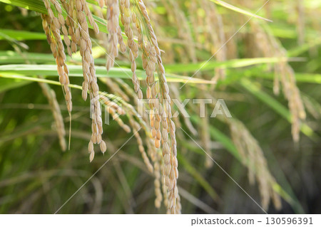 Koshihikari rice ears nearing harvest in early autumn Koshihikari rice ears nearing harvest in early autumn 130596391