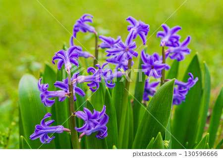 Hyacinthus orientalis with purple flowers, leaf tips close-up in foreground with space for text on blurred green background. Natural beauty of world's flora, diversity of species, varieties 130596666