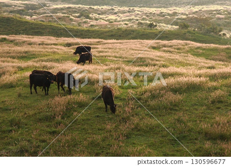 Grazing Grassland at the Foot of Mount Aso at Twilight 2 130596677