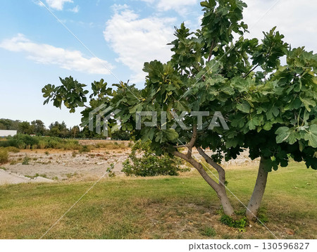 Fig tree with lush green leaves in a serene outdoor landscape under a clear blue sky 130596827