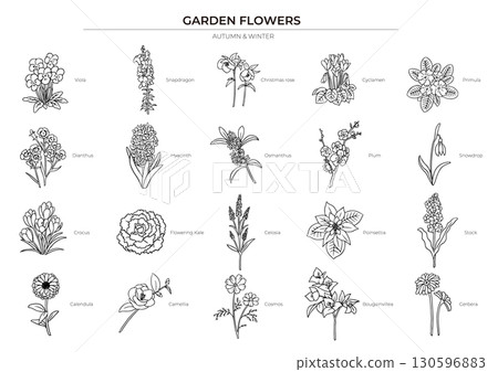 Autumn and winter flower line drawing illustration set Autumn and winter flower line drawing illustration set 130596883