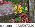 苔蘚上的黃色蜂斗菜花 130597280