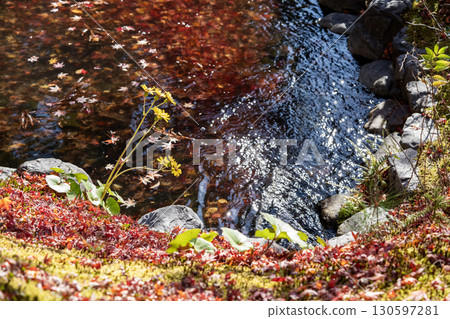 秋天的楓葉、蜂斗菜花和一條河流 秋天的楓葉、蜂斗菜花和一條河流 130597281