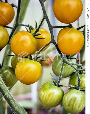 Juicy tomatoes ripening on the vine in a greenhouse during summer 130597309