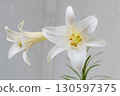 Two white Easter lilies are blooming 130597375