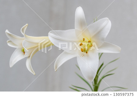 Two white Easter lilies are blooming Two white Easter lilies are blooming 130597375
