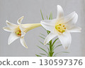 Two white Easter lilies are blooming 130597376