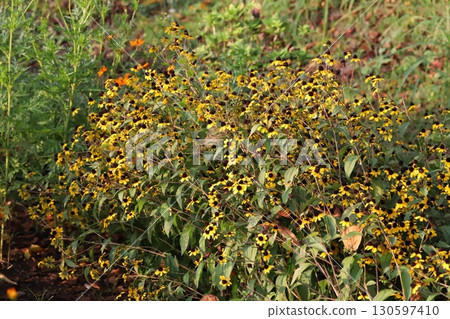 Orange flowers of Rudbeckia takao blooming in a summer garden Orange flowers of Rudbeckia takao blooming in a summer garden 130597410