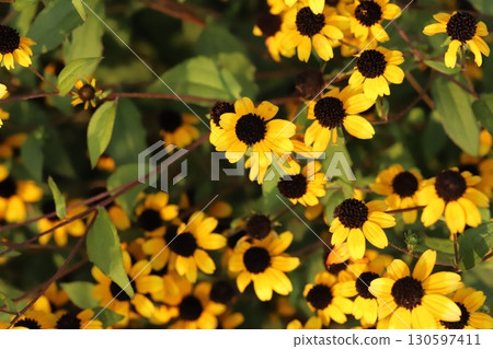 Orange flowers of Rudbeckia takao blooming in a summer garden Orange flowers of Rudbeckia takao blooming in a summer garden 130597411