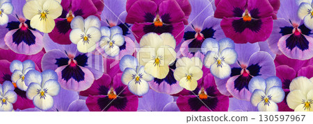 Violet Pansies Pattern, Tricolor Viola Background, Many Viola Flowers Bed Violet Pansies Pattern, Tricolor Viola Background, Many Viola Flowers Bed 130597967