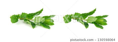 Mint twigs isolated. Peppermint sprig, fresh mentha stem, green spearmint branch with leaves 130598064