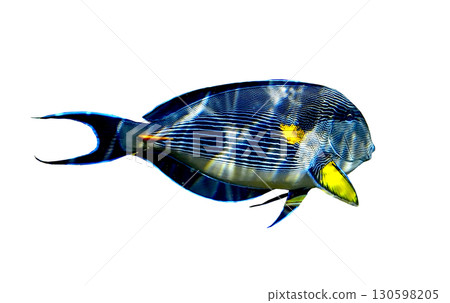 Colorful surgeonfish isolated on white background. Vibrant marine species from the Red Sea with 130598205