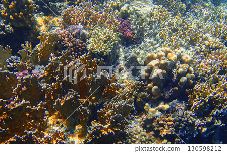 Coral reef underwater view. Staghorn coral Acropora, brain coral Diploria, lobed coral Porites and 130598212
