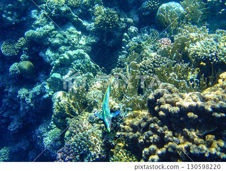 Fish over coral reef underwater. Tropical marine ecosystem with striped colors in clear blue water, 130598220