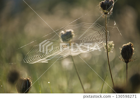 Intricate Spider Web Glowing in Sunrise Amidst Wildflower Fields 130598271