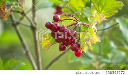 Close-Up of Red Berries of Viburnum opulus plant on Branch in Natural Environment 130598272