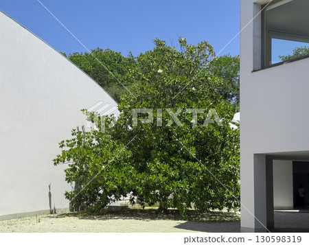 Green tree in front of modern white building with clear blue sky, located in Serralves Park in Porto 130598319