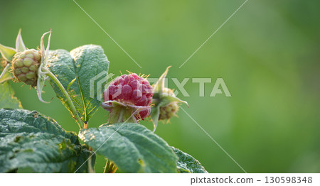 Close-Up of Ripe and Unripe Raspberries on a Plant Stem in Nature 130598348