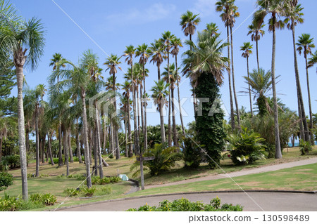 A park lined with palm trees 130598489