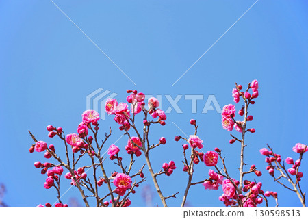 紅梅（四日市南山公園梅園） 130598513