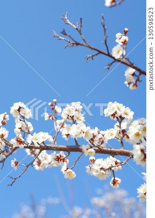 White plum blossoms (Yokkaichi Southern Hillside Park Plum Garden) White plum blossoms (Yokkaichi Southern Hillside Park Plum Garden) 130598523