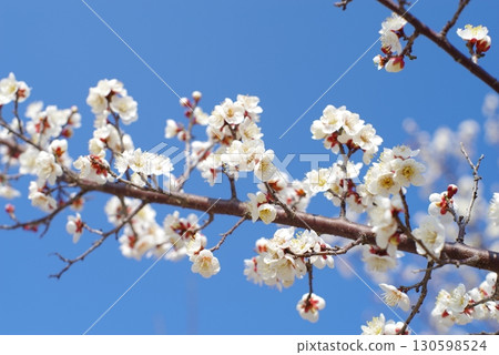 White plum blossoms (Yokkaichi Southern Hillside Park Plum Garden) White plum blossoms (Yokkaichi Southern Hillside Park Plum Garden) 130598524