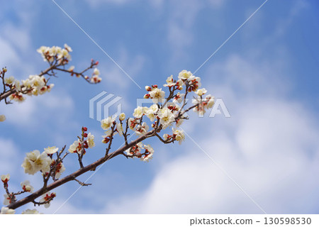 White plum blossoms (Yokkaichi Southern Hillside Park Plum Garden) White plum blossoms (Yokkaichi Southern Hillside Park Plum Garden) 130598530