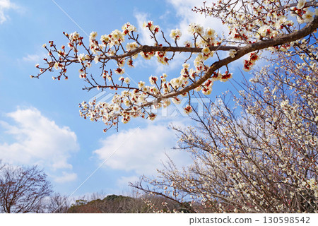 White plum blossoms (Yokkaichi Southern Hillside Park Plum Garden) 130598542