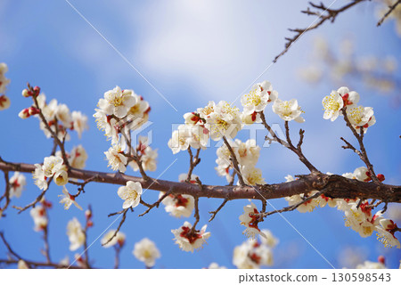 White plum blossoms (Yokkaichi Southern Hillside Park Plum Garden) 130598543
