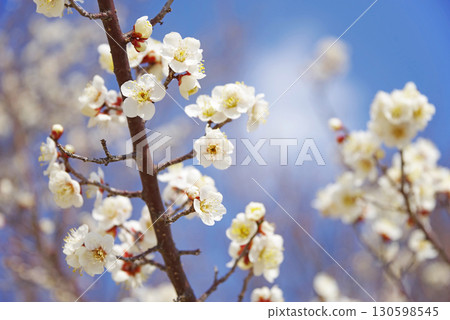 White plum blossoms (Yokkaichi Southern Hillside Park Plum Garden) White plum blossoms (Yokkaichi Southern Hillside Park Plum Garden) 130598545