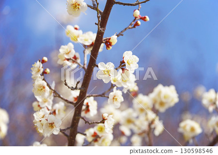 白梅花（四日市南山公園梅園） 130598546
