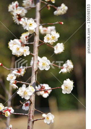 White plum blossoms (Yokkaichi Southern Hillside Park Plum Garden) White plum blossoms (Yokkaichi Southern Hillside Park Plum Garden) 130598553