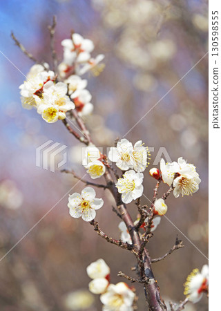 White plum blossoms (Yokkaichi Southern Hillside Park Plum Garden) 130598555