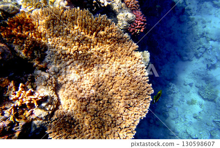 Large staghorn coral Acropora colony with fire coral Millepora in Red sea Egypt and masked 130598607