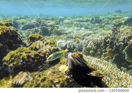 Lobed coral Porites, brain coral Diploria, finger coral Porites compressa and encrusting coral Lobed coral Porites, brain coral Diploria, finger coral Porites compressa and encrusting coral 130598609