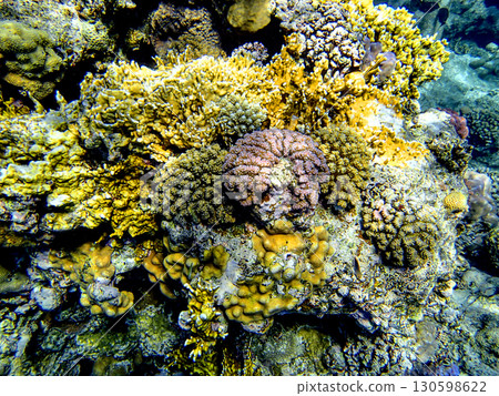 Colorful corals in the Red Sea including brain coral, porites and acropora. Underwater photo with Colorful corals in the Red Sea including brain coral, porites and acropora. Underwater photo with 130598622