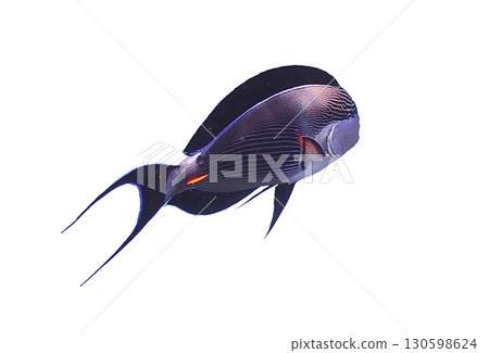 Elegant surgeonfish isolated on white background, showing its elongated fins and streamlined body Elegant surgeonfish isolated on white background, showing its elongated fins and streamlined body 130598624