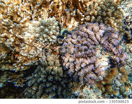 Close up view of colorful hard corals in the Red Sea, showing details of branching Acropora and Close up view of colorful hard corals in the Red Sea, showing details of branching Acropora and 130598625