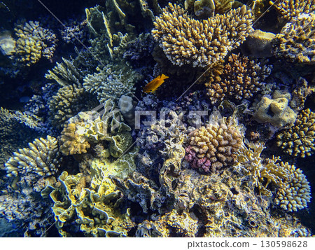 Colorful coral reef ecosystem in the Red Sea with diverse hard corals and a bright orange anthias 130598628